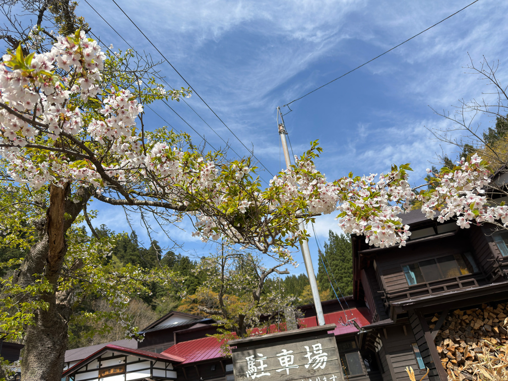 日景温泉 | 山桜